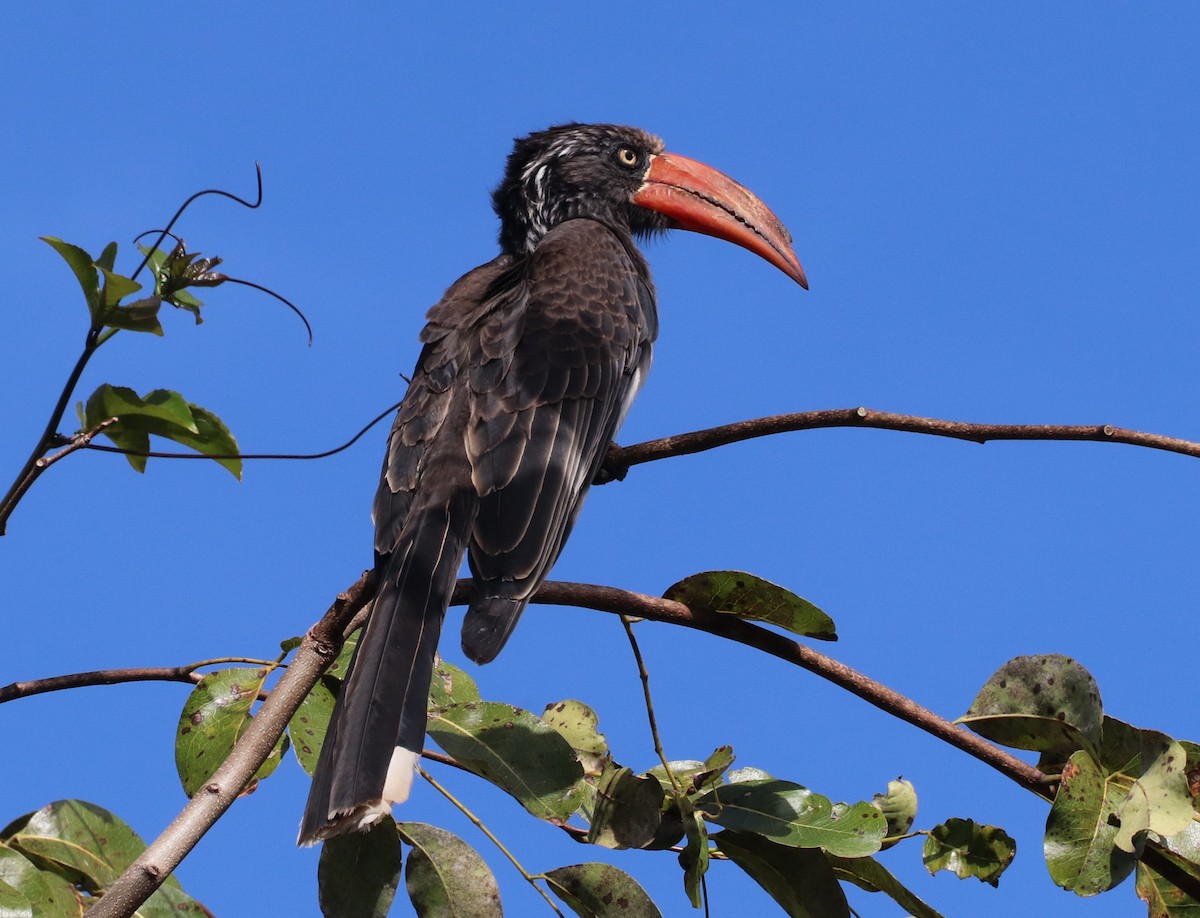 Crowned Hornbill - ML637590656