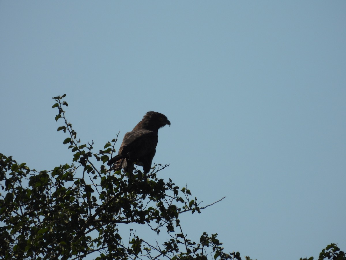 Brown Snake-Eagle - ML637590658