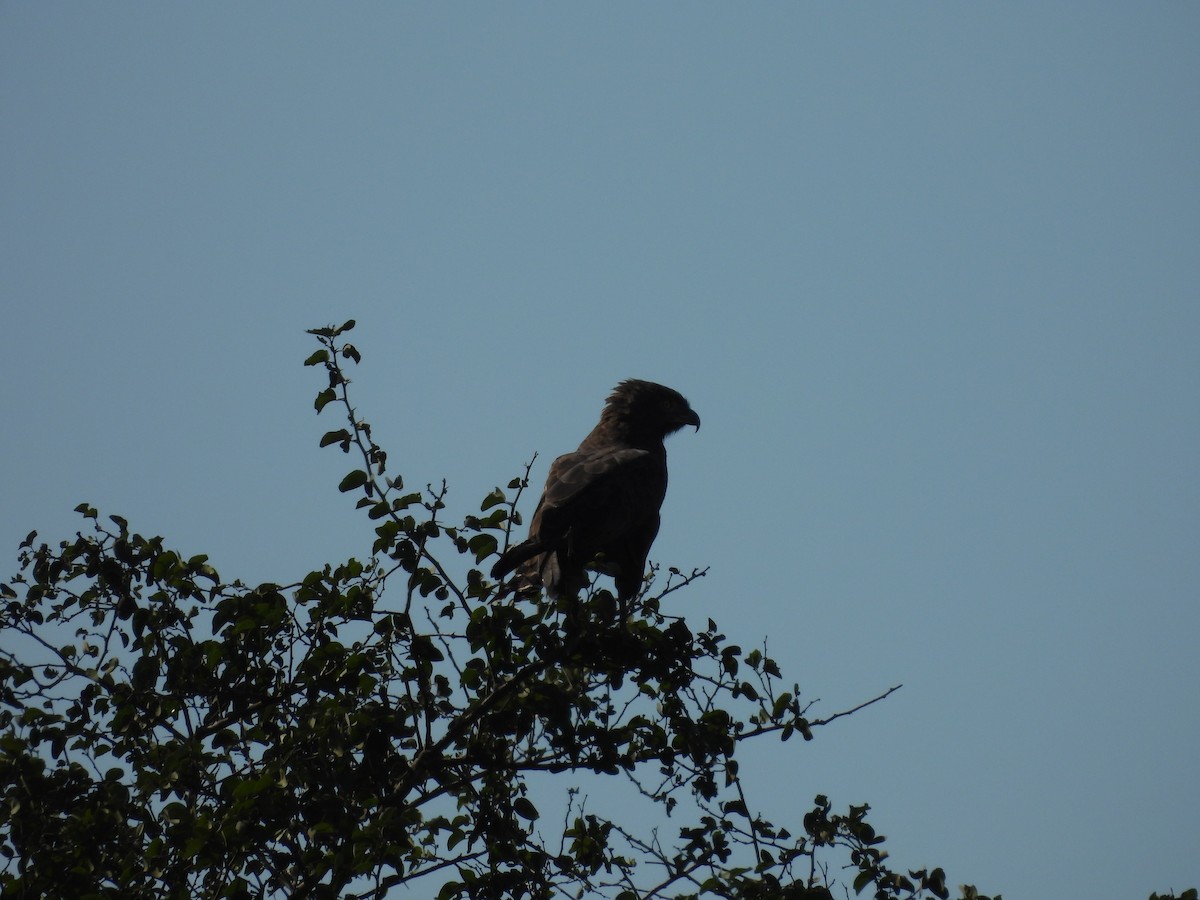 Brown Snake-Eagle - ML637590659