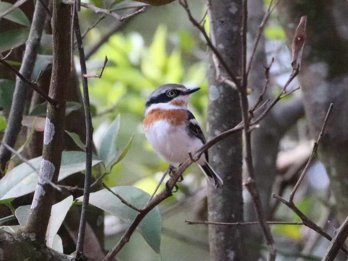 Pale Batis - ML637590669