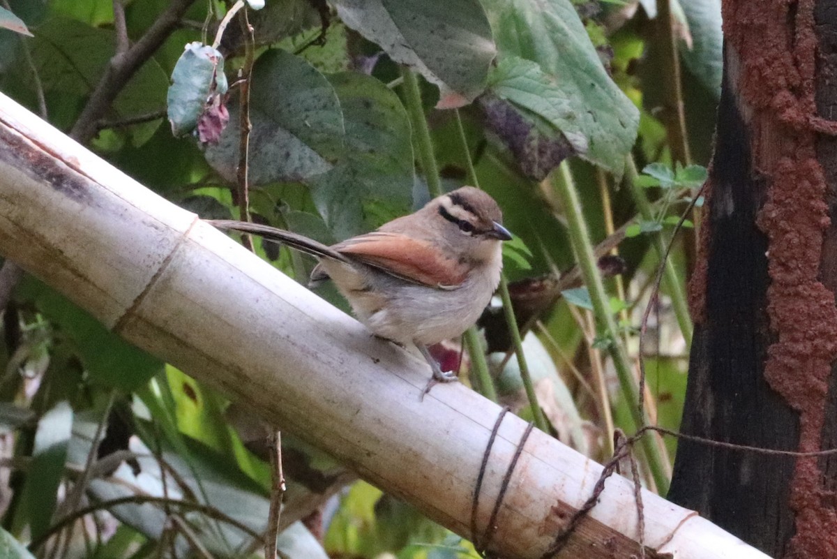 Brown-crowned Tchagra - ML637590673
