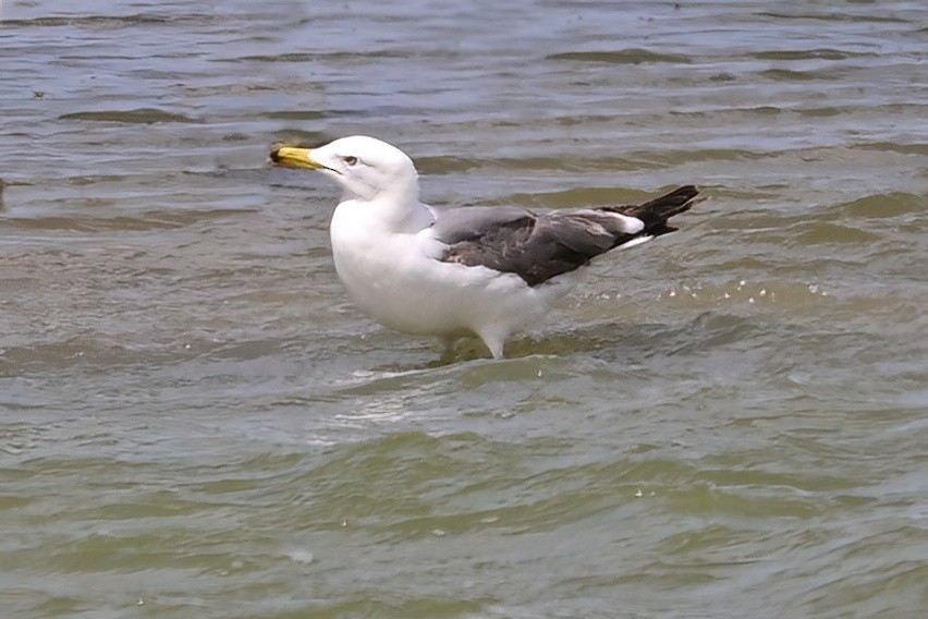 Yellow-legged Gull - ML637590714