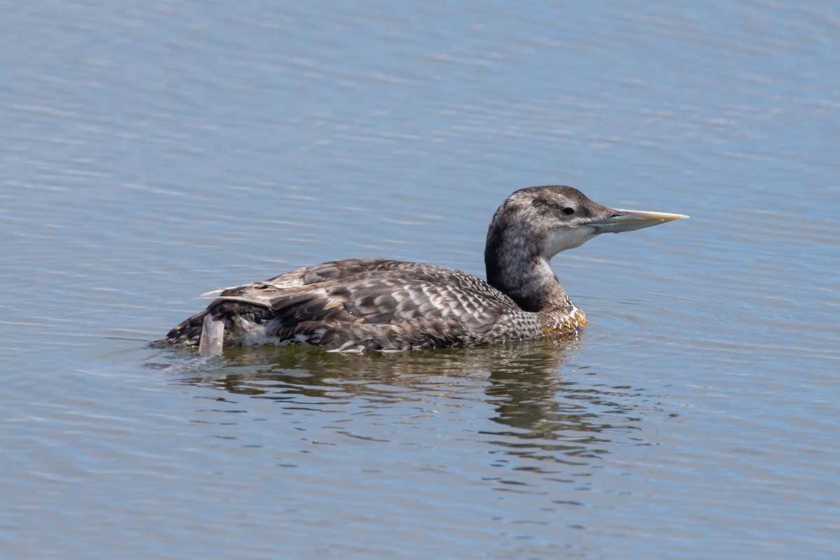 Yellow-billed Loon - ML637590719
