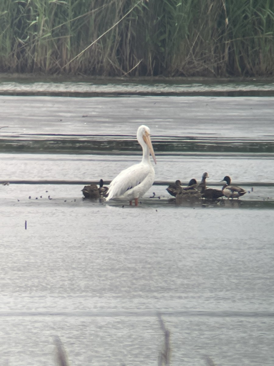 American White Pelican - ML637590759