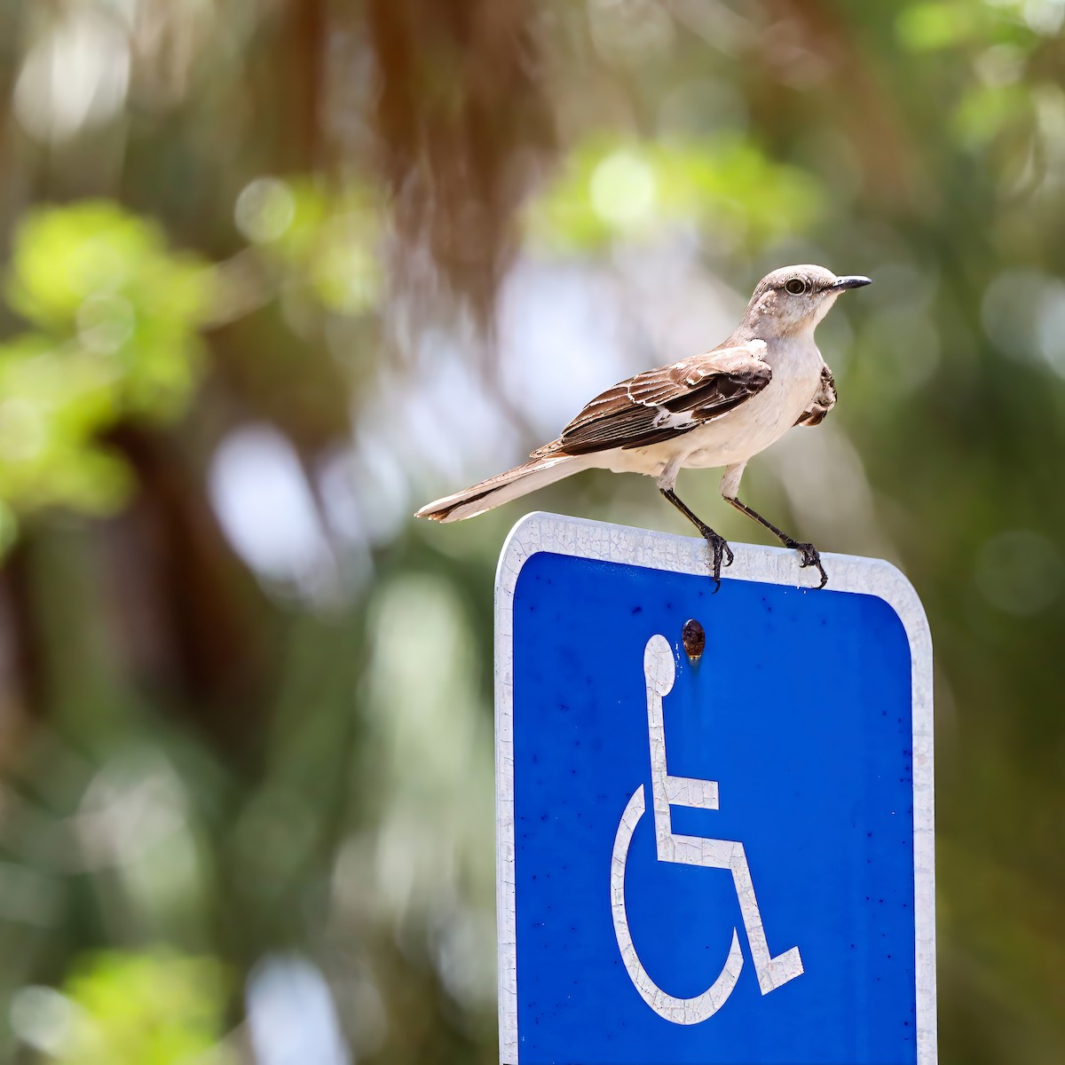 Northern Mockingbird - ML637590794