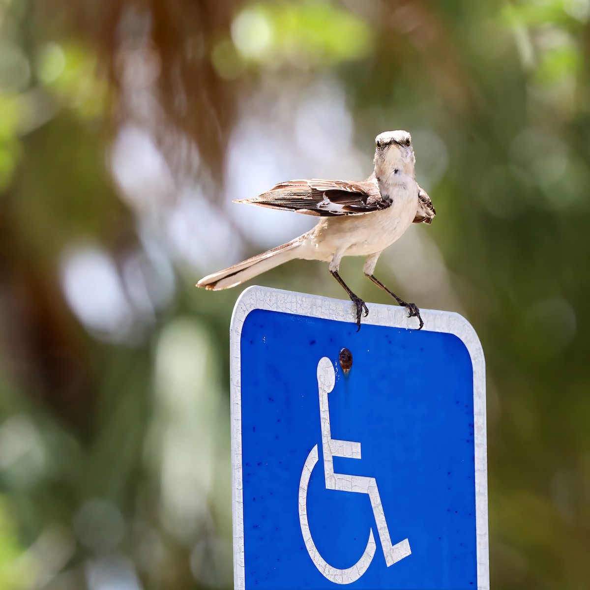 Northern Mockingbird - ML637590795