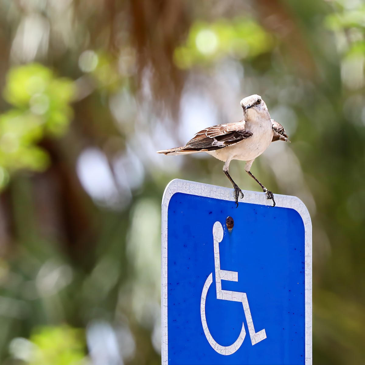 Northern Mockingbird - ML637590796
