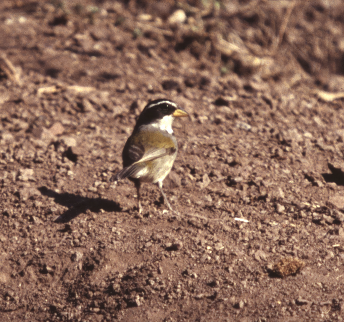 Moss-backed Sparrow - ML637590804