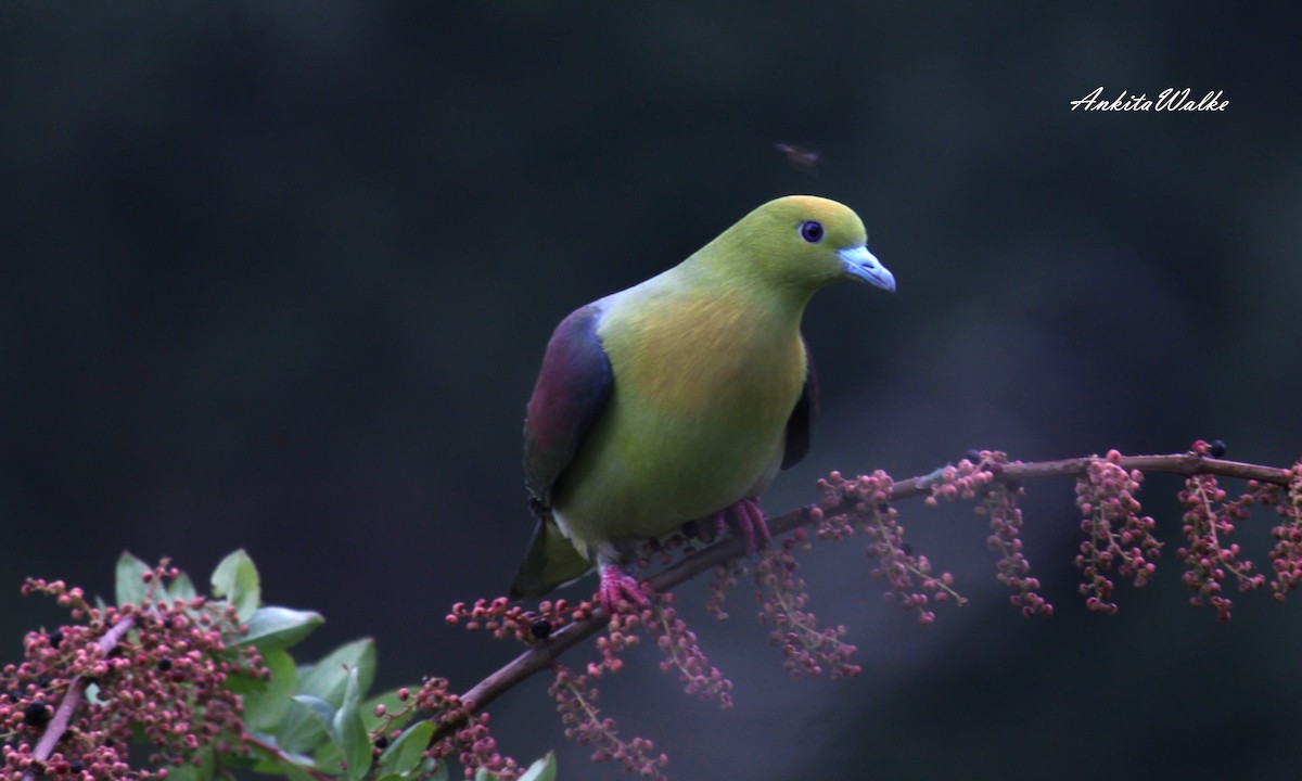 Wedge-tailed Green-Pigeon - ML637590809