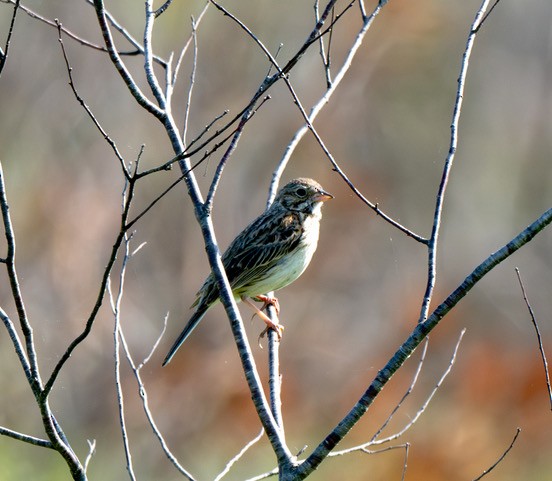 Vesper Sparrow - ML637590833
