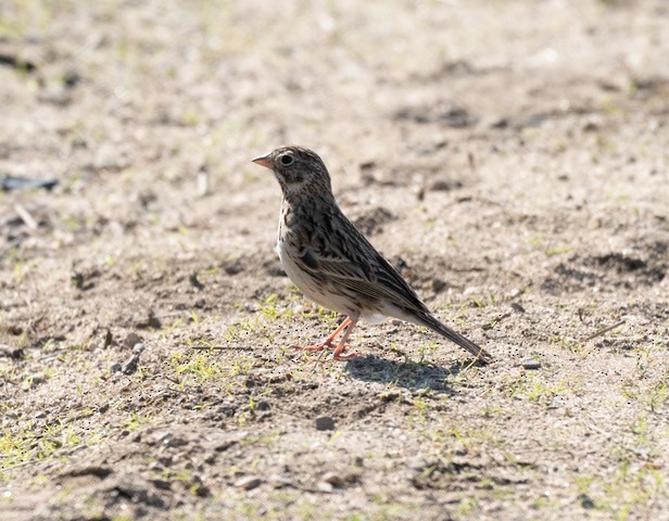 Vesper Sparrow - ML637590834