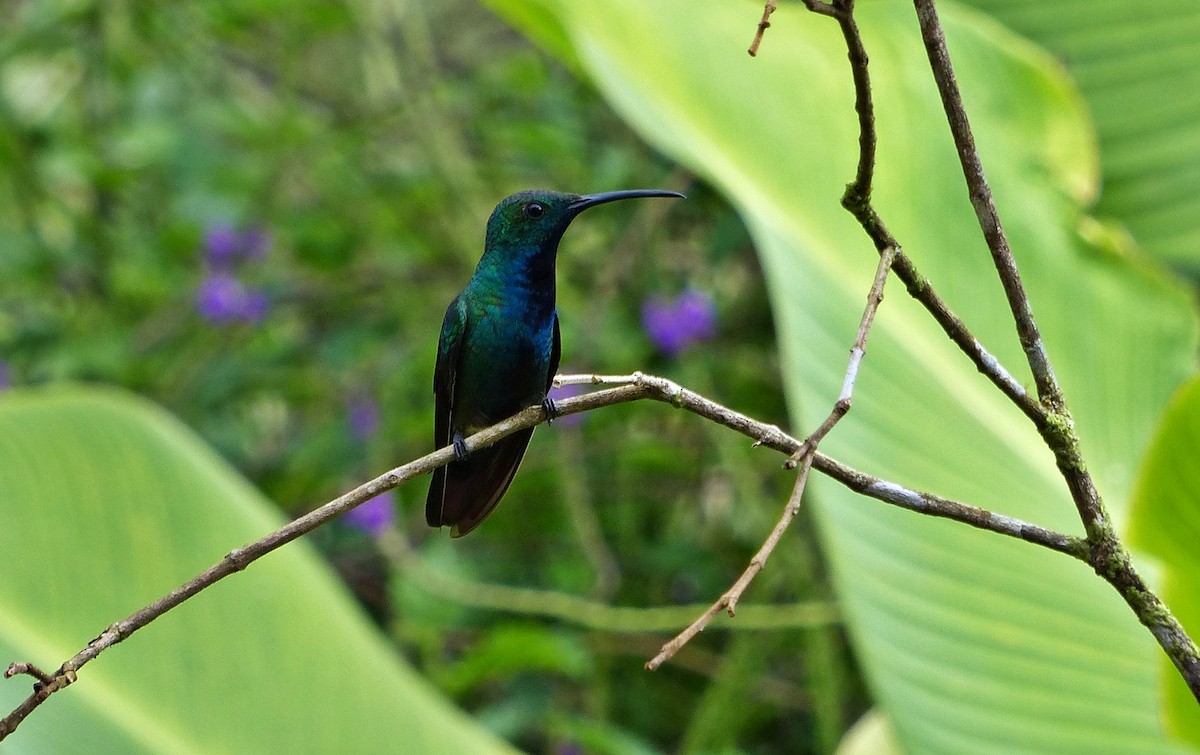 Green-breasted Mango - ML637590847