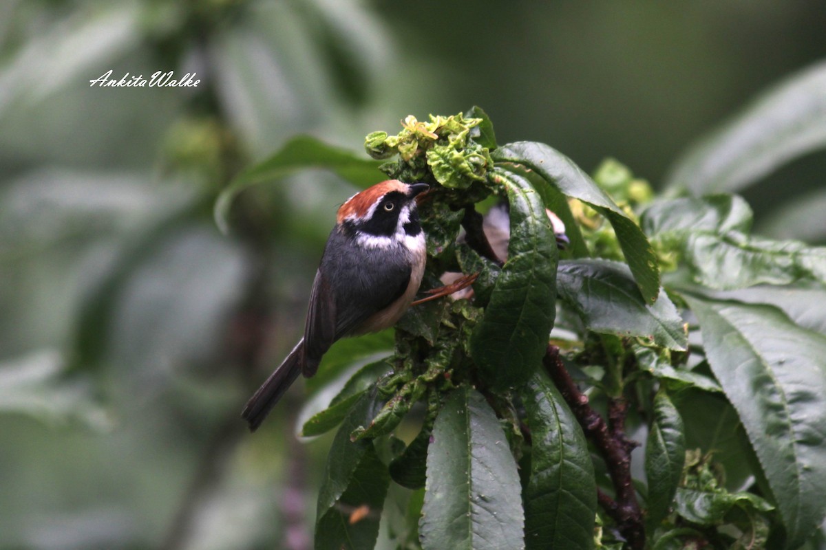 Black-throated Tit - ML637590870