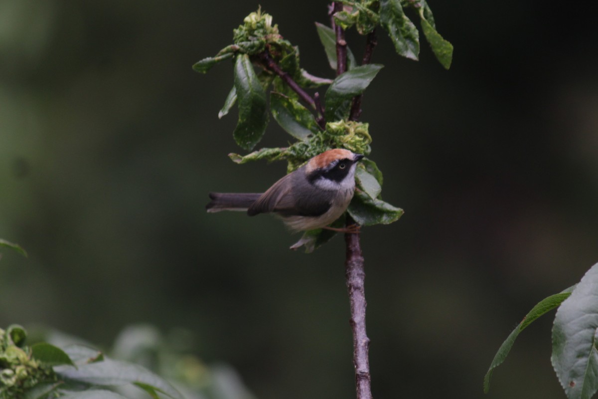 Black-throated Tit - ML637590871
