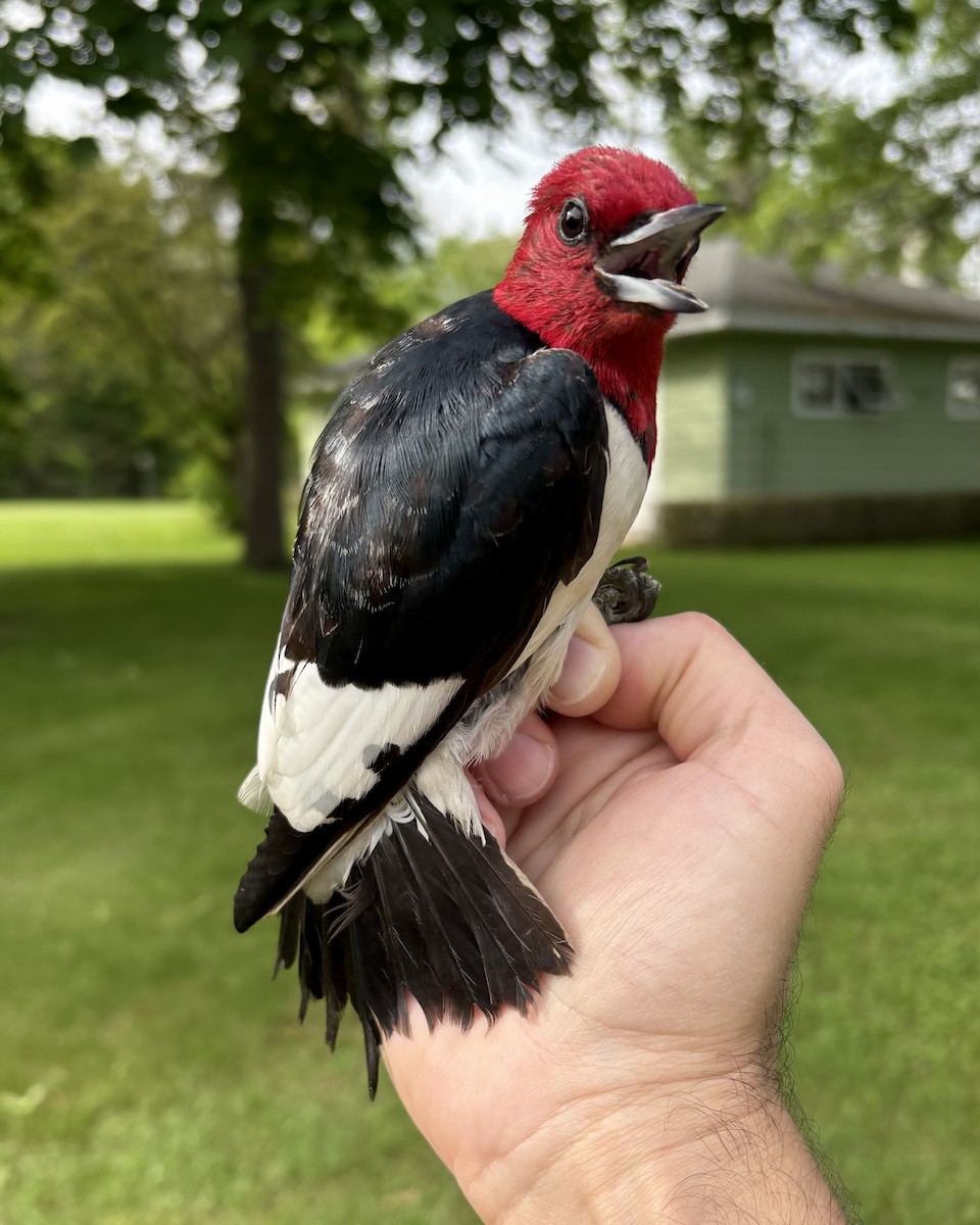Red-headed Woodpecker - ML637590897