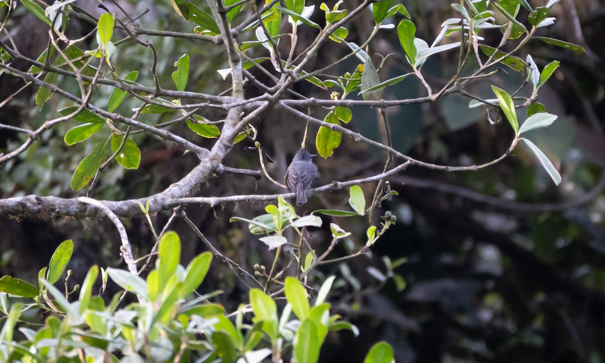 Smoke-colored Pewee - ML637590899