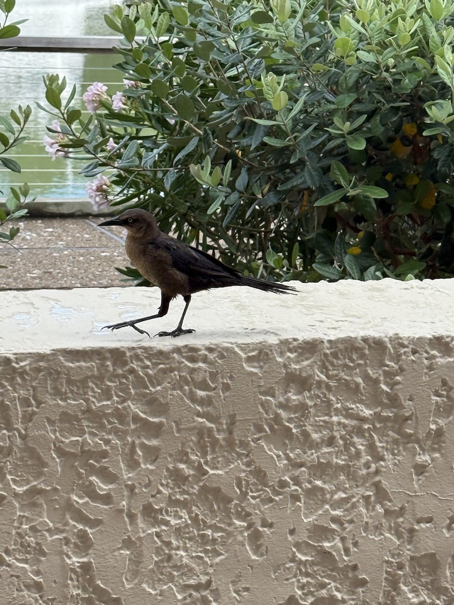 Boat-tailed Grackle - ML637590908