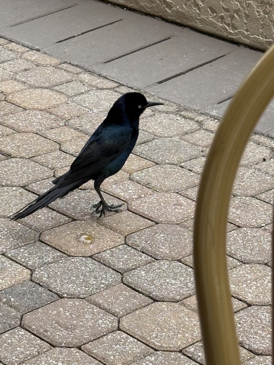 Boat-tailed Grackle - ML637590909