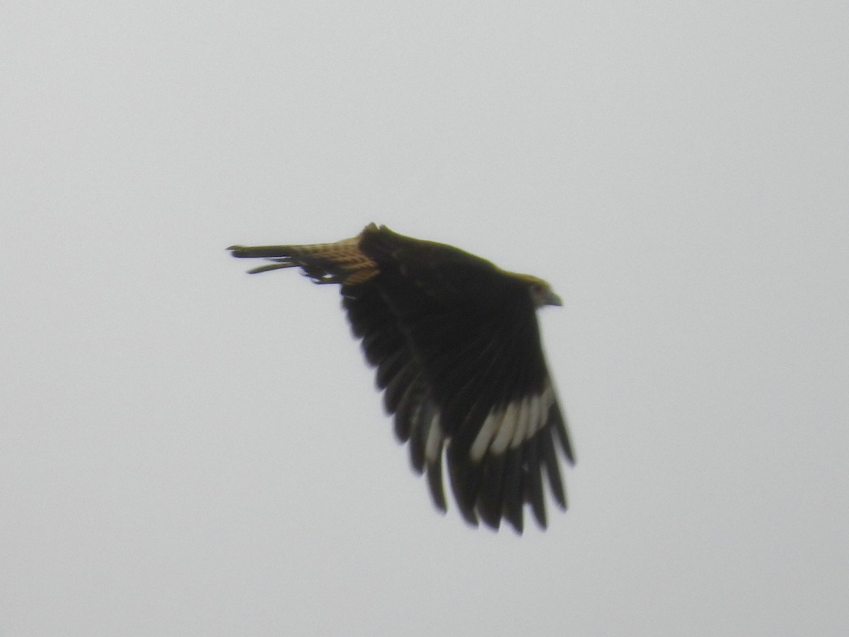 Yellow-headed Caracara - ML637590912