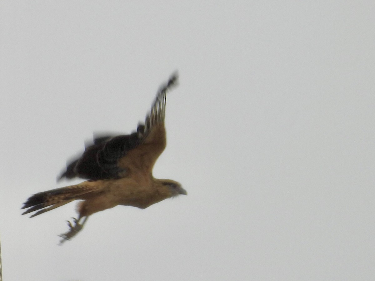 Yellow-headed Caracara - ML637590913