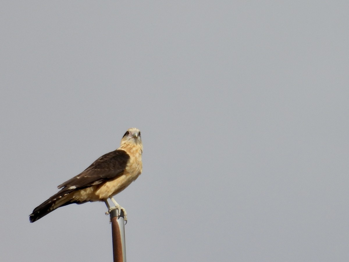 Yellow-headed Caracara - ML637590914