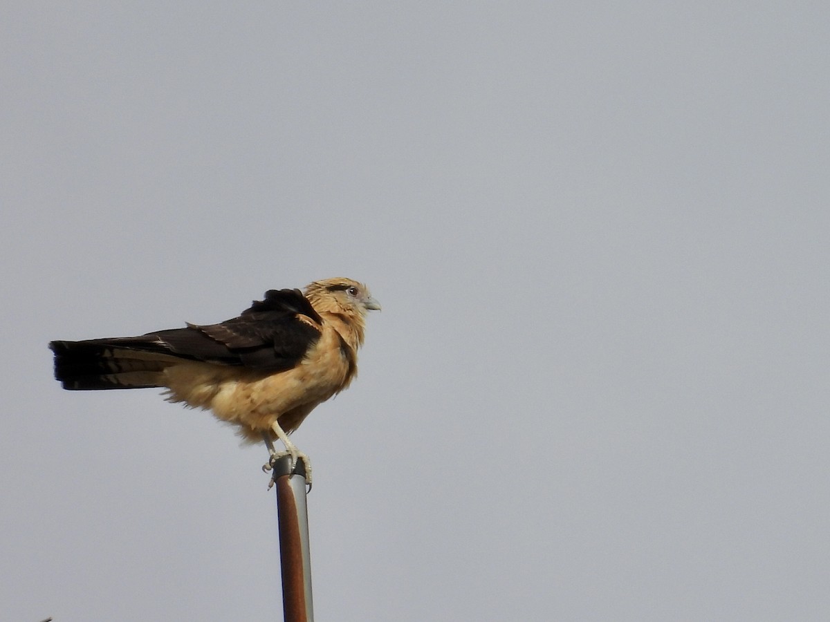Yellow-headed Caracara - ML637590915
