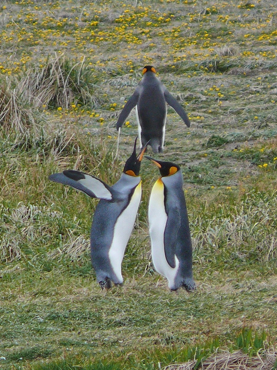 King Penguin - ML637590916