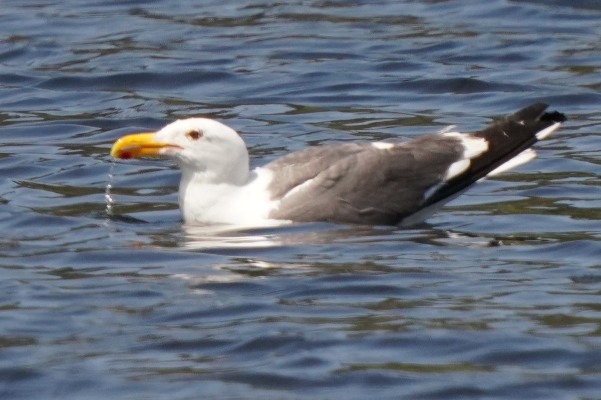Western Gull - ML637590934