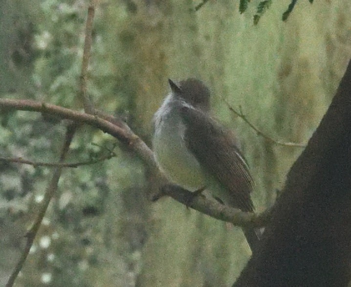 Swainson's Flycatcher - ML637590938