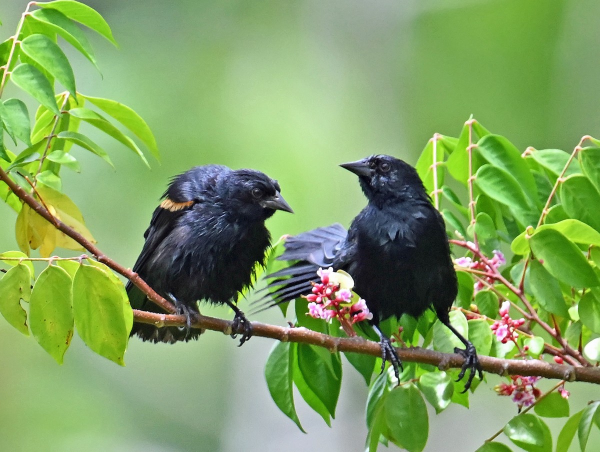 Tawny-shouldered Blackbird - ML637590968