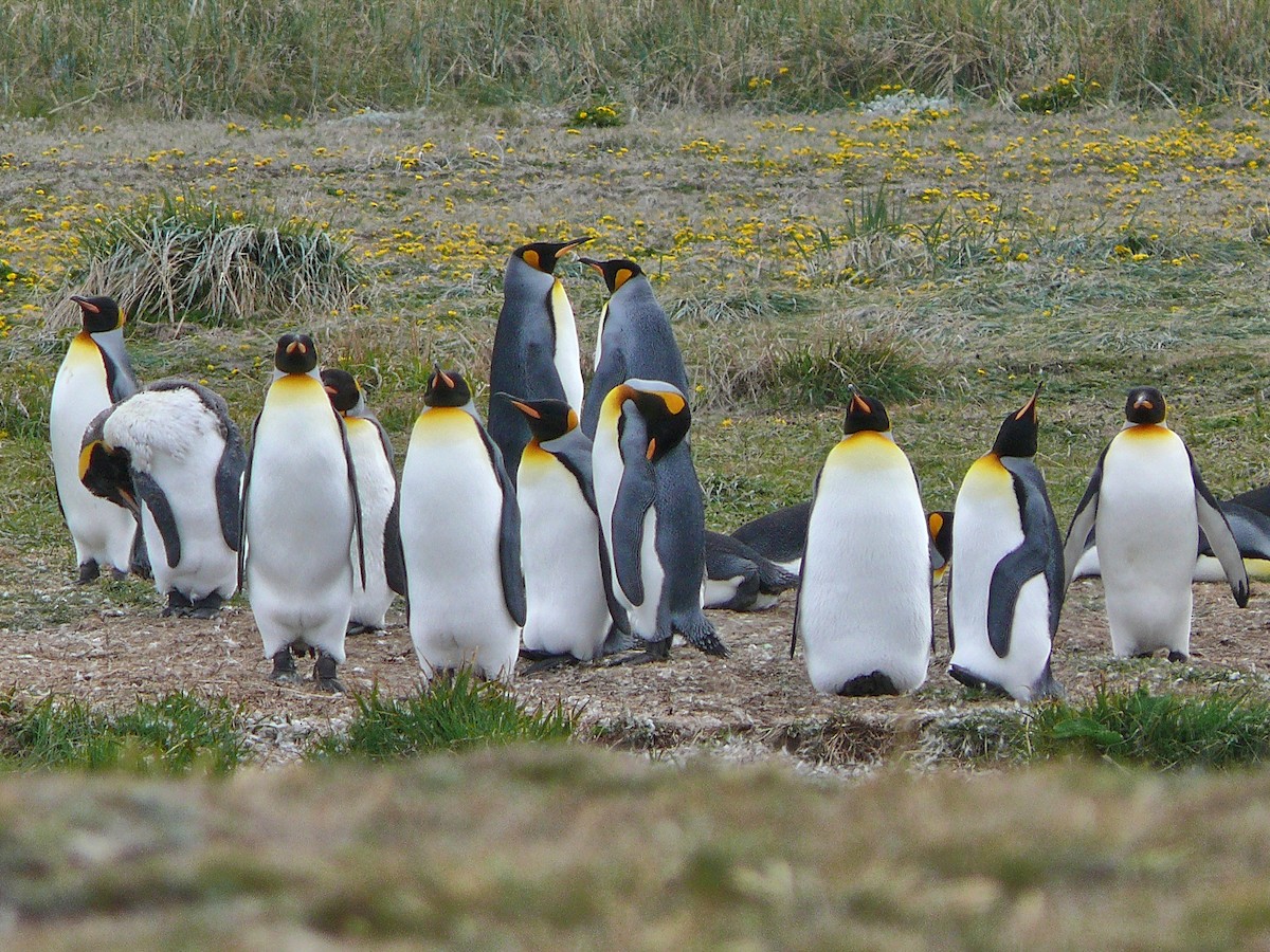 King Penguin - ML637590982
