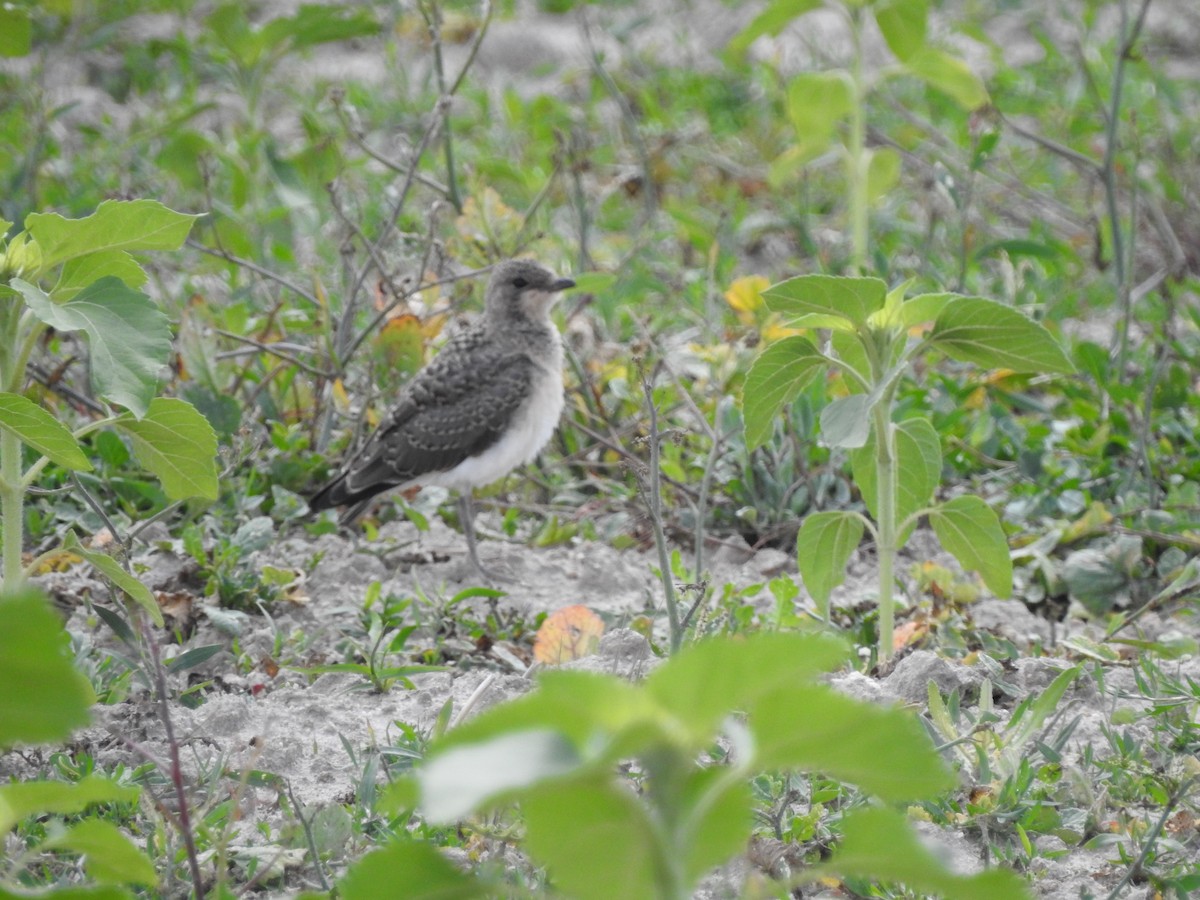 Collared Pratincole - ML637590988