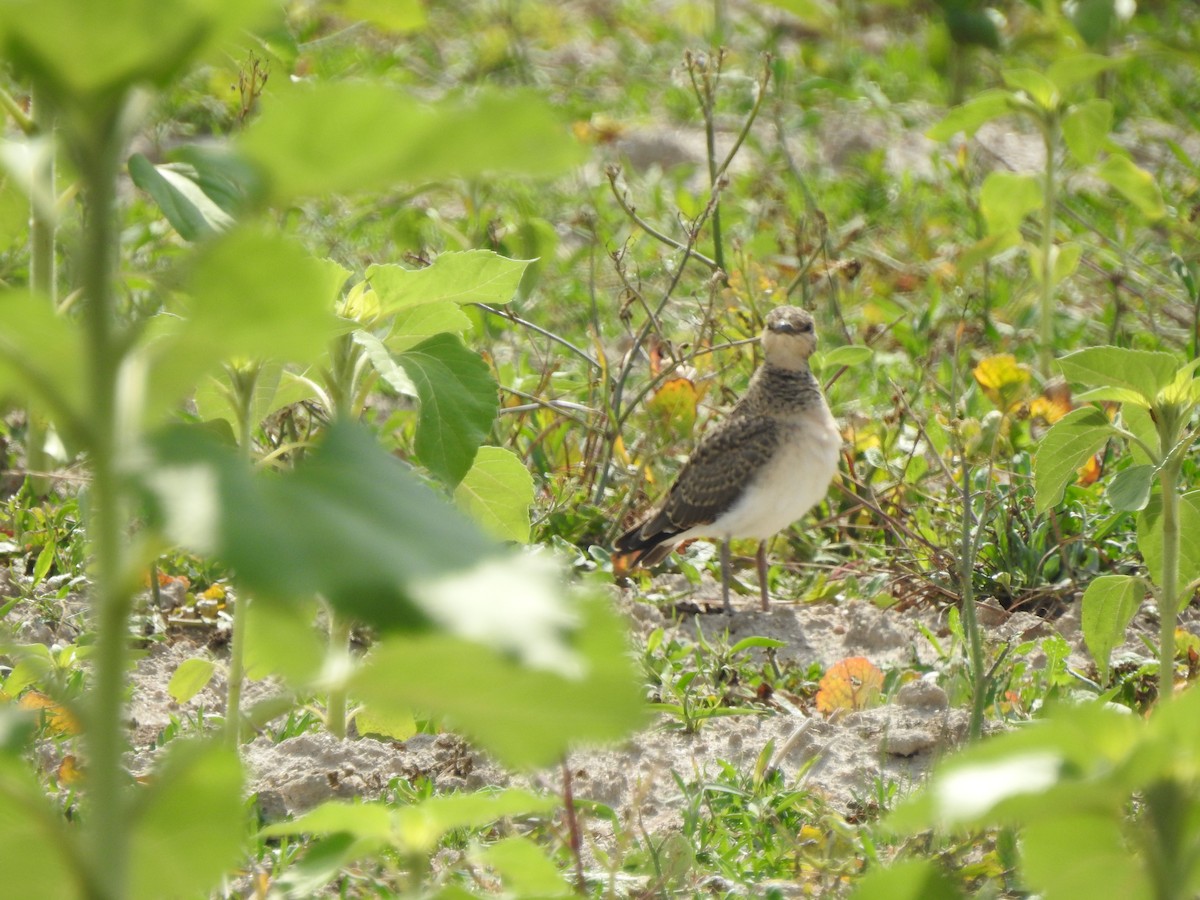 Collared Pratincole - ML637590989