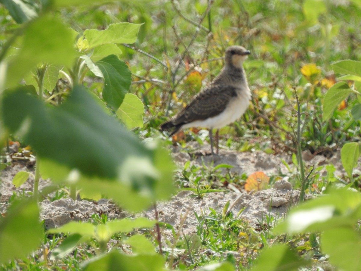 Collared Pratincole - ML637590991