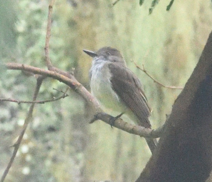 Swainson's Flycatcher - ML637591020