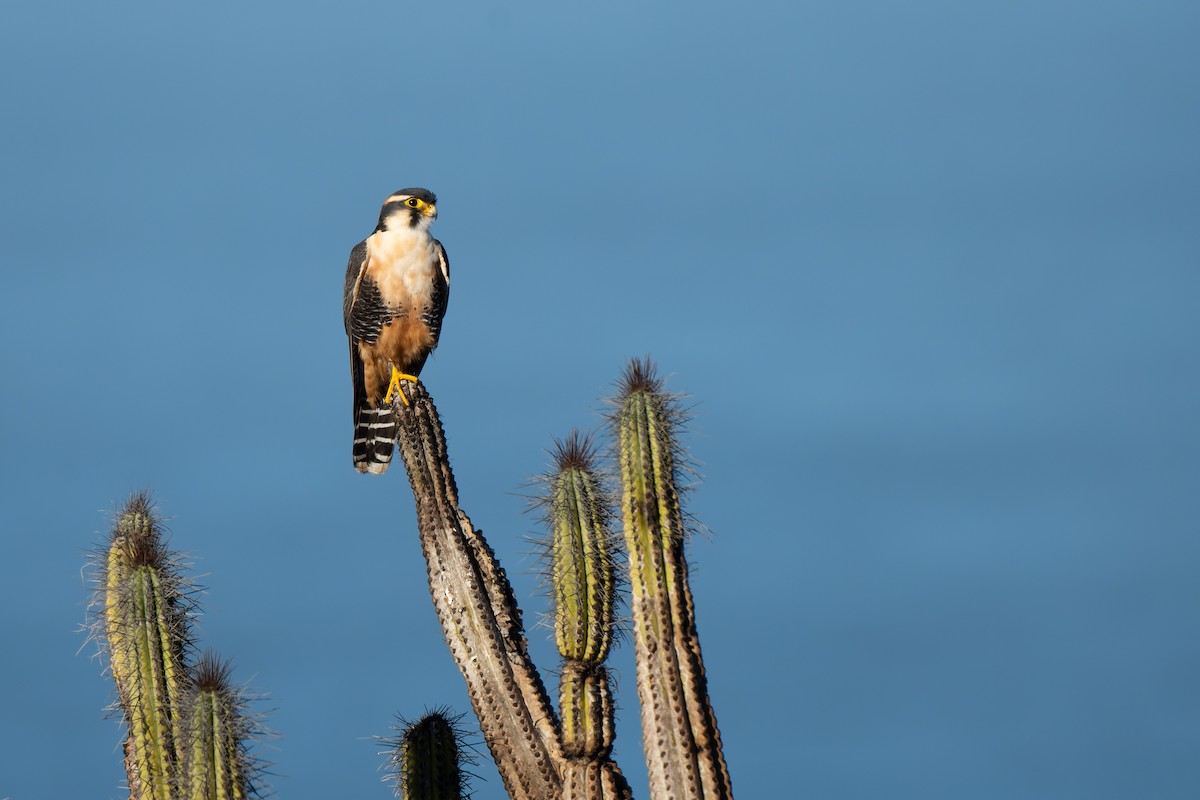 Aplomado Falcon - ML637591060