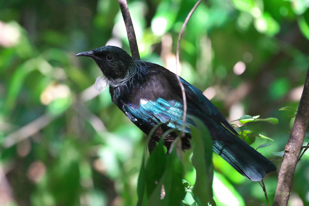 Méliphage tui - ML637591100