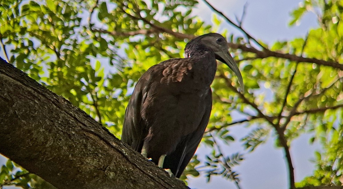 Green Ibis - ML637591132