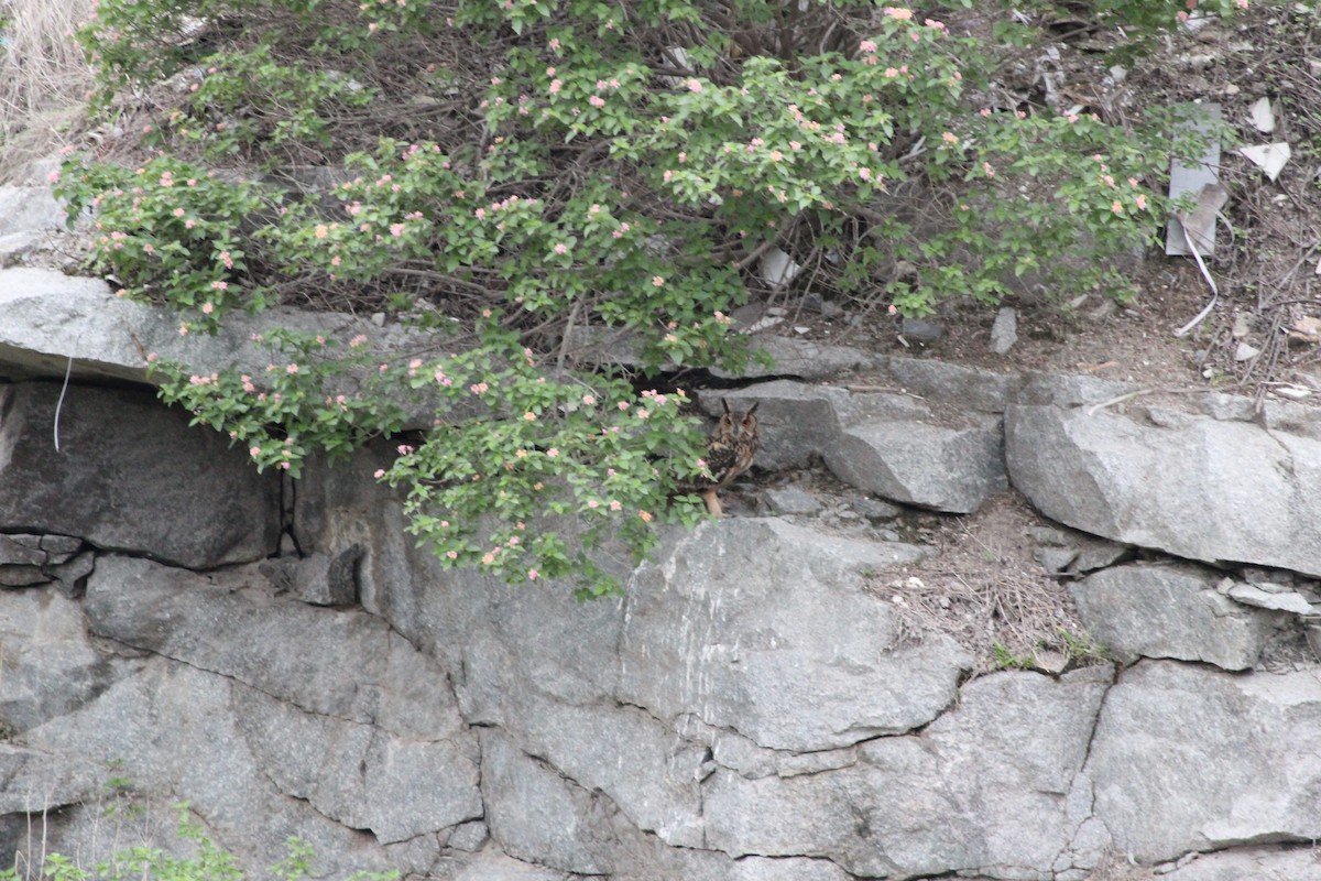 Rock Eagle-Owl - ML637591147