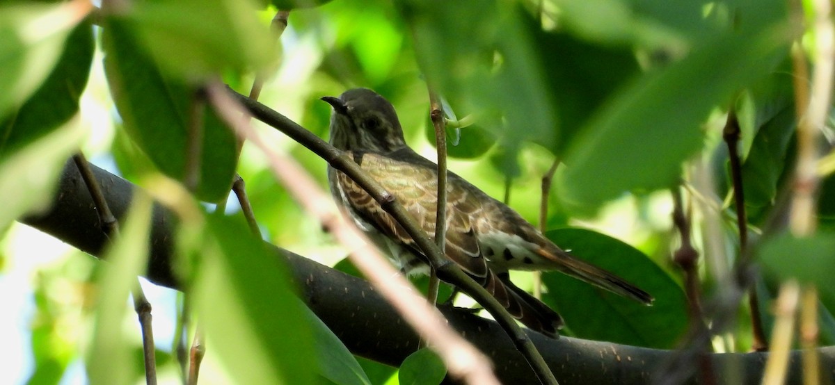 Horsfield's Bronze-Cuckoo - ML637591197
