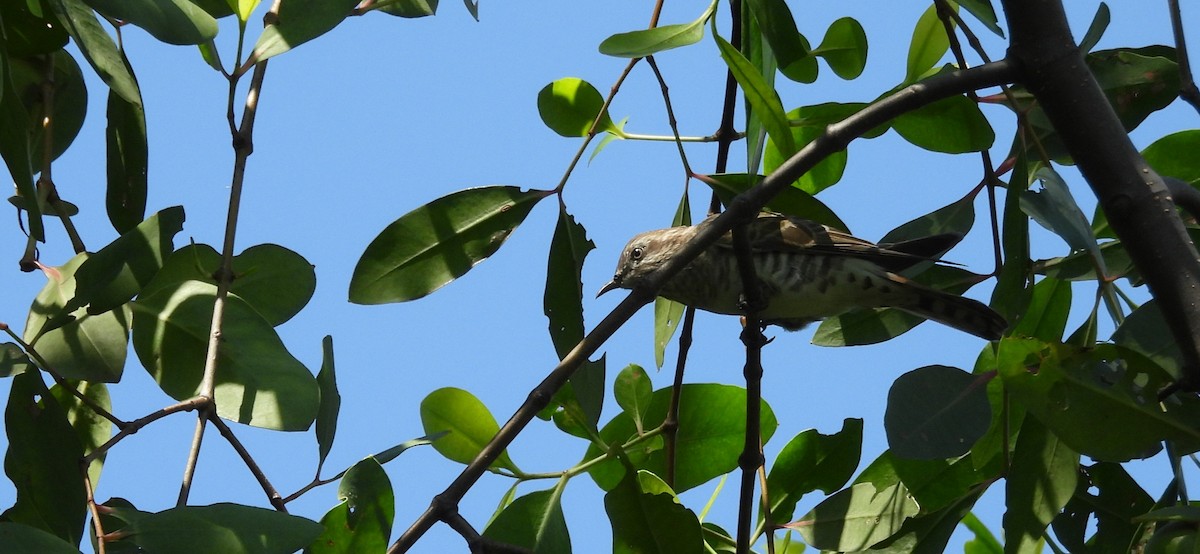 Horsfield's Bronze-Cuckoo - ML637591200