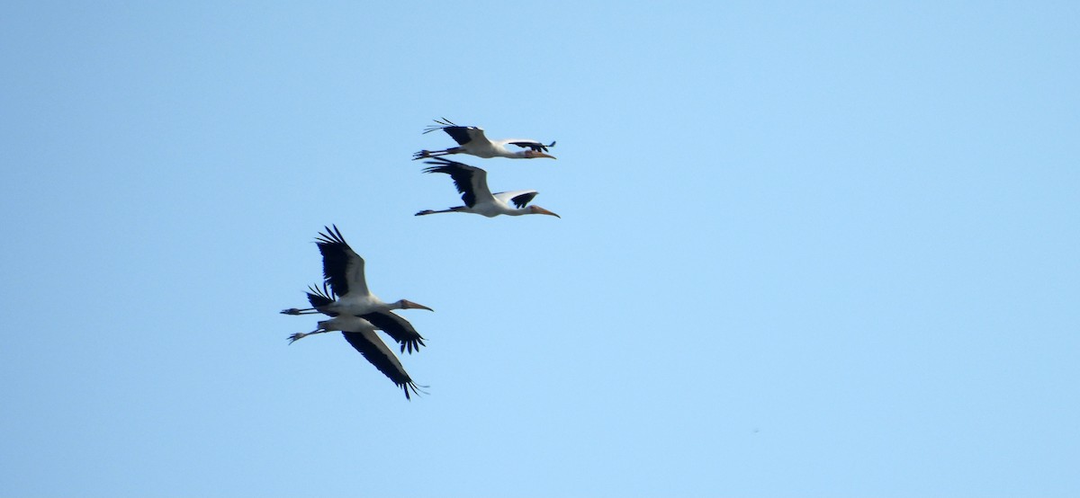 Milky Stork - ML637591209