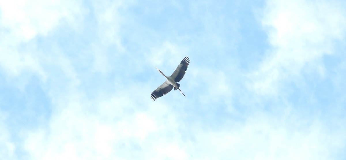 Milky Stork - ML637591213