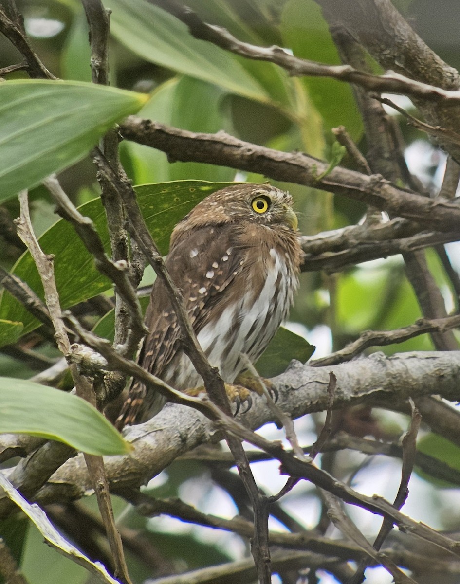 Ferruginous Pygmy-Owl - ML637591235