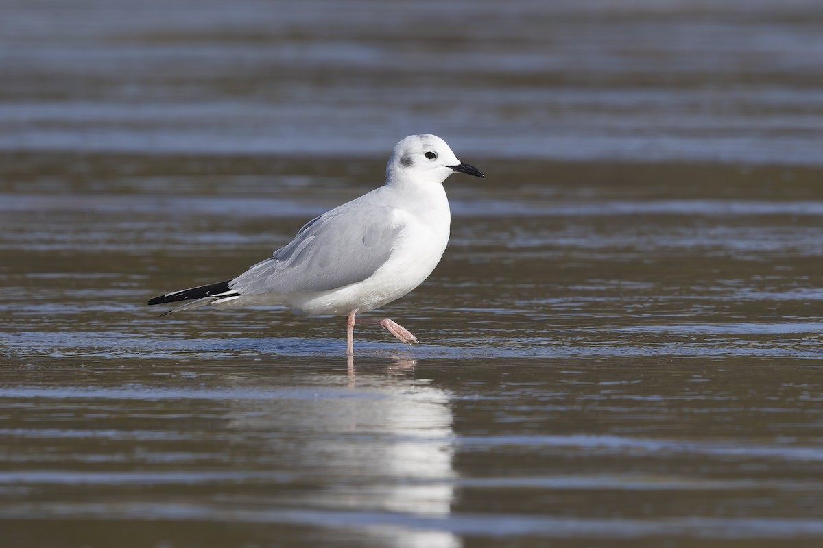 Bonaparte's Gull - ML637591239