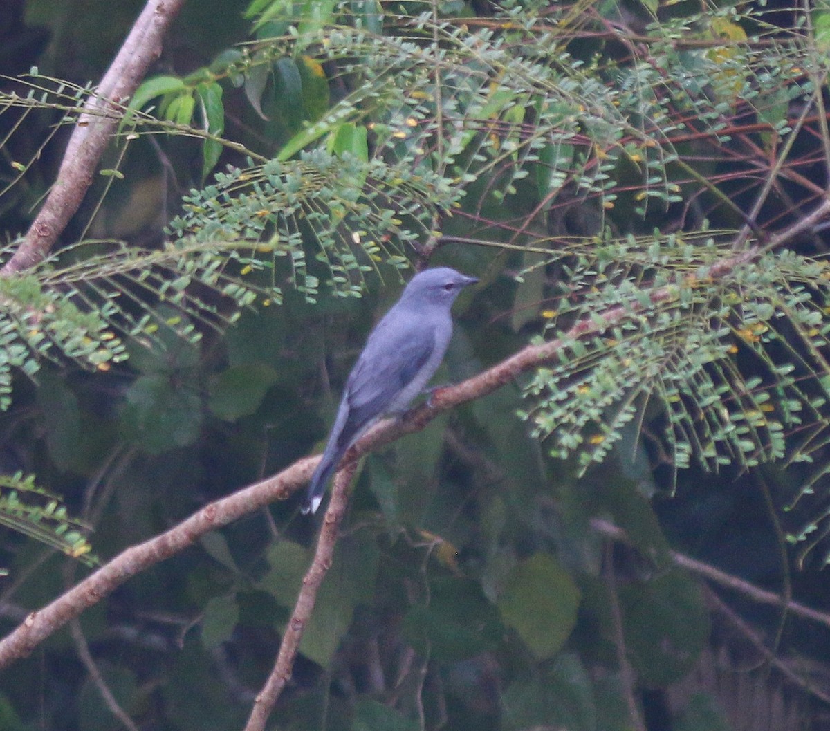 Black-winged Cuckooshrike - ML637591246