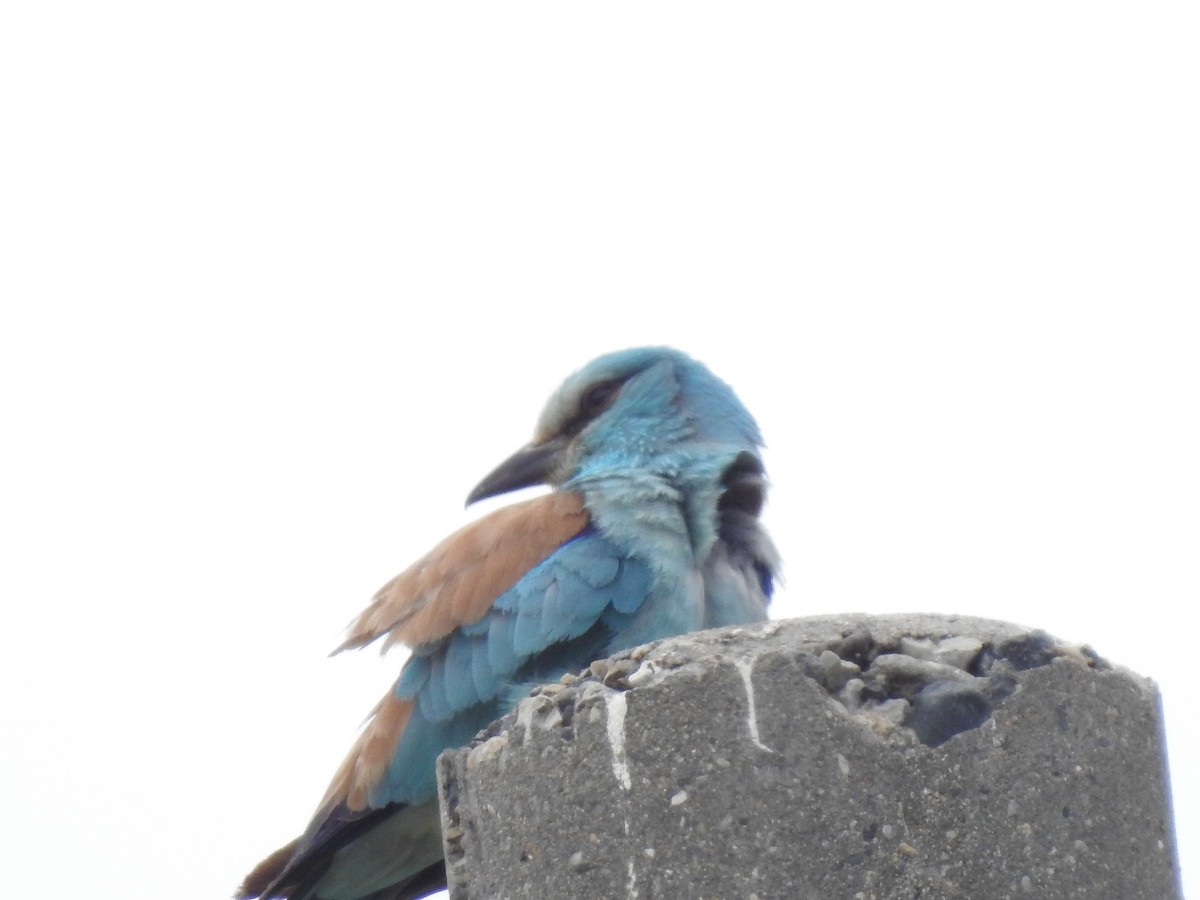 European Roller - ML637591253
