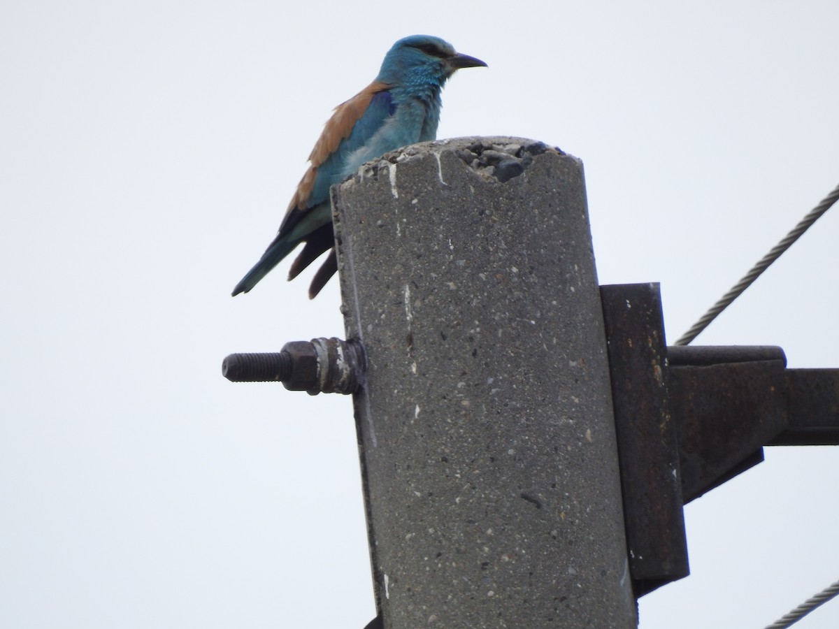 European Roller - ML637591255
