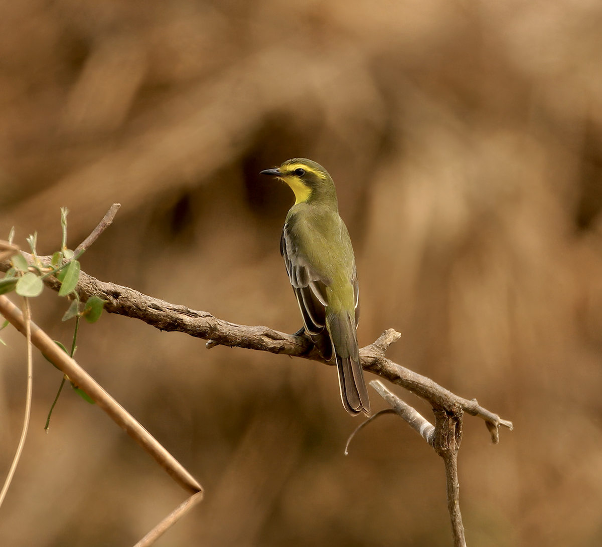 Yellow-browed Tyrant - ML637591290