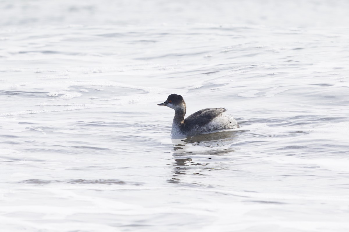 Eared Grebe - ML637591293